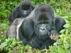 Silverback Gorilla